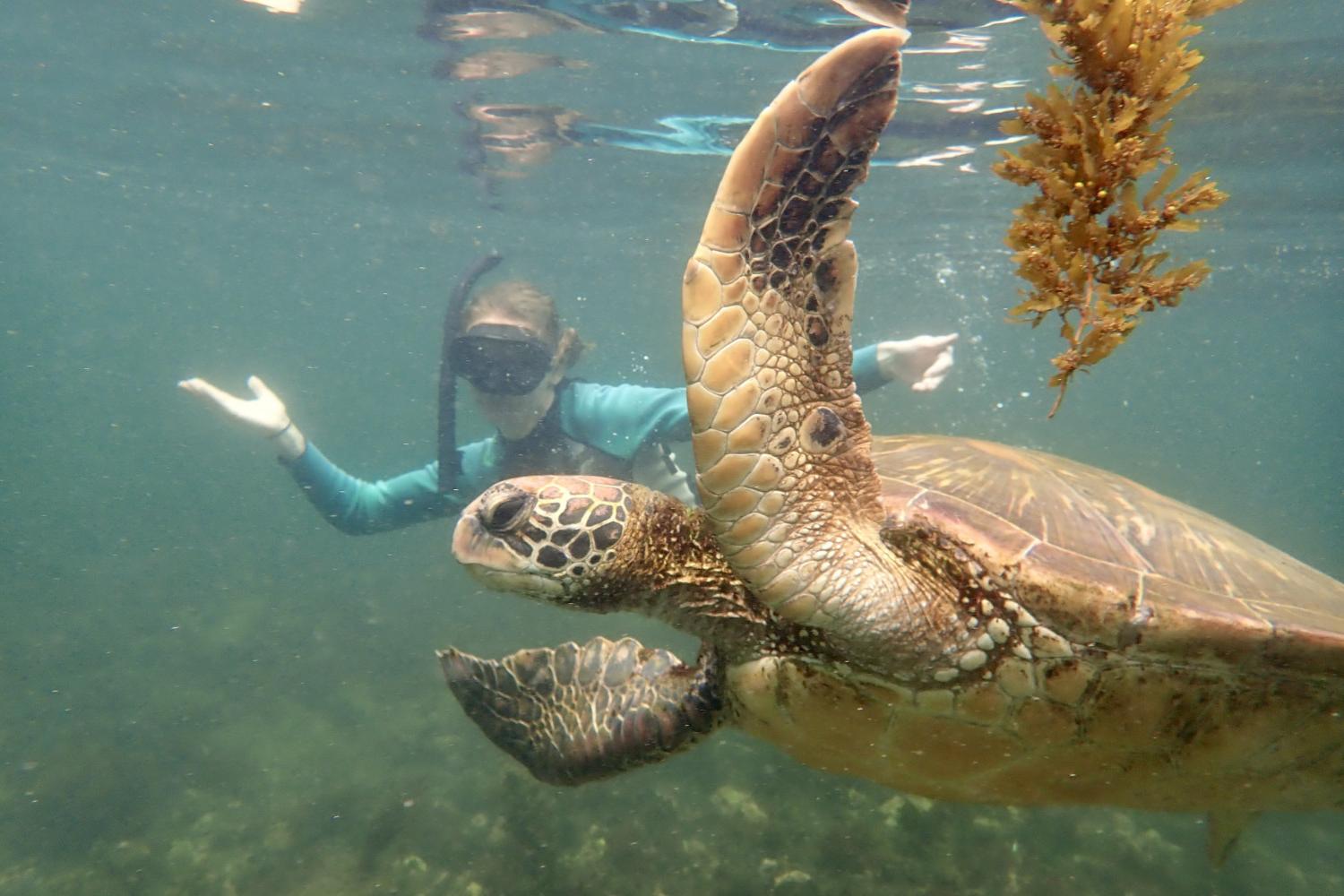 一名<a href='http://clun.ngskmc-eis.net'>博彩网址大全</a>学生在Galápagos群岛游学途中与一只巨龟游泳.